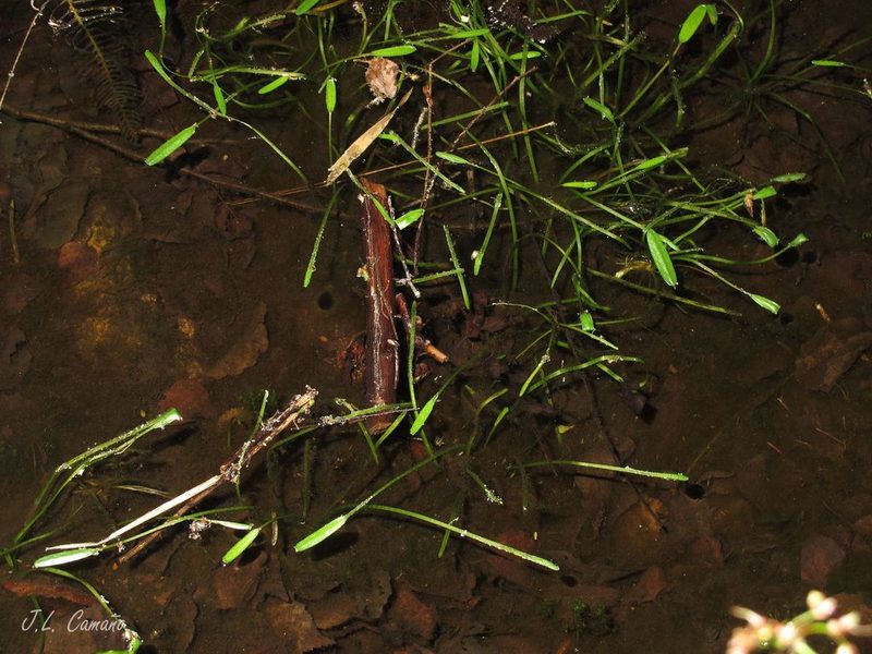 Baldellia alpestris, photographed by José Luis Camaño
