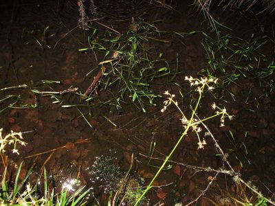 Baldellia alpestris, photographed by José Luis Camaño
