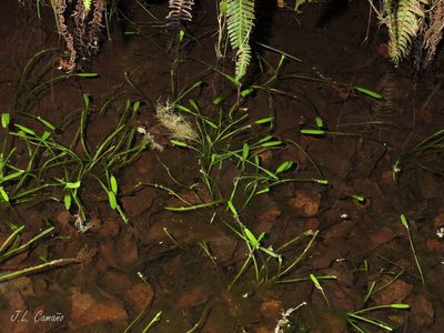 Baldellia alpestris, photographed by José Luis Camaño