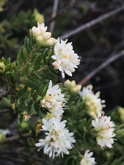 Agathosma elegans, photographed by Ren Hoekstra