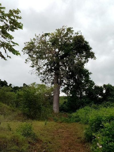 Cavanillesia platanifolia, photographed by Pier Luiggi Maquilón