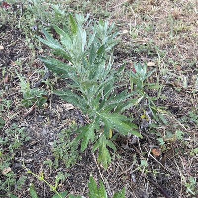Artemisia douglasiana, photographed by mdettling