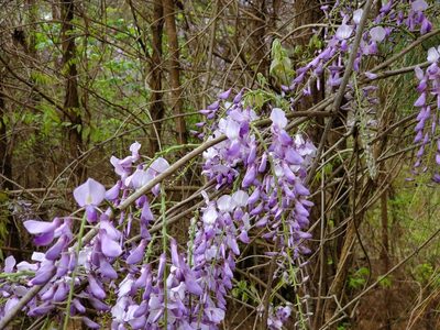 Wisteria sinensis, photographed by Samuel A Schmid, PhD, PWS