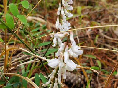 Vicia caroliniana, photographed by Samuel A Schmid, PhD, PWS