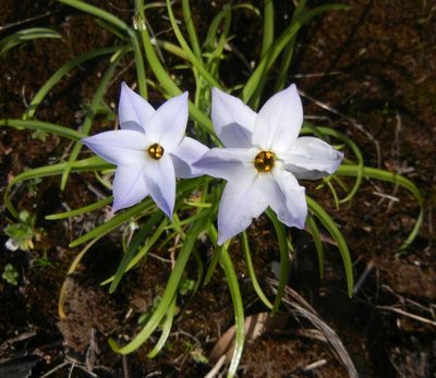 Ipheion uniflorum, photographed by Jon Mortin
