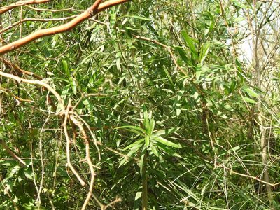 Sapium haematospermum, photographed by Eduardo Luis Beltrocco