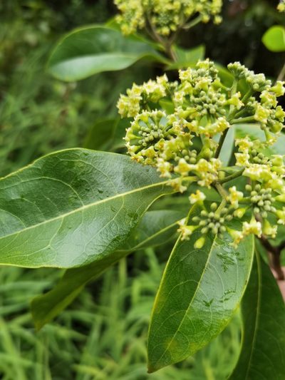 Daphnopsis americana, photographed by Eduardo Chacón Madrigal