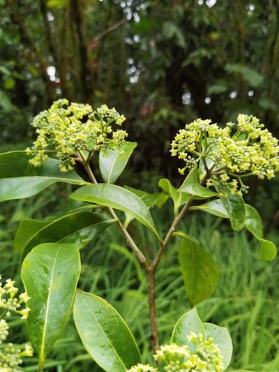 Daphnopsis americana, photographed by Eduardo Chacón Madrigal