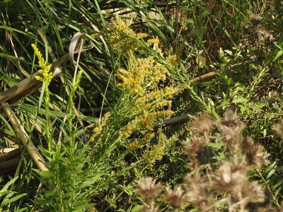 Solidago chilensis, photographed by Eduardo Luis Beltrocco