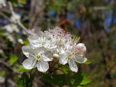 Crataegus marshallii, photographed by Samuel A Schmid, PhD, PWS