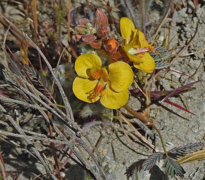 Hoffmannseggia trifoliata, photographed by Hugo Hulsberg