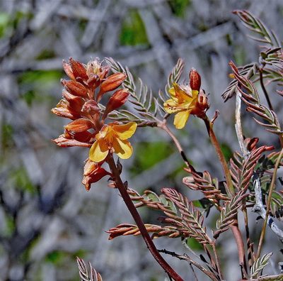 Hoffmannseggia trifoliata, photographed by Hugo Hulsberg