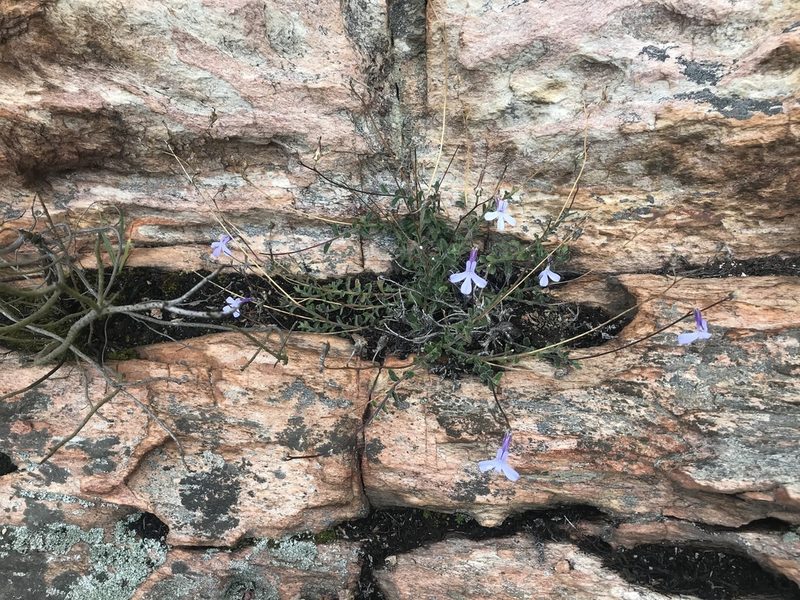 Lobelia dichroma, photographed by Ren Hoekstra