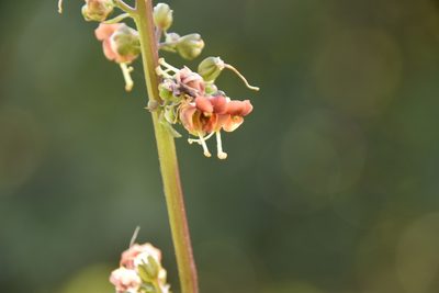 Scrophularia rubricaulis, photographed by Mitch Van Dyke