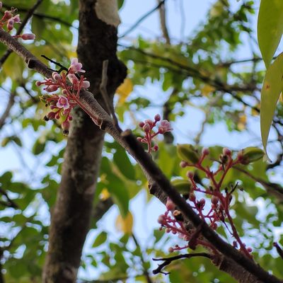 Averrhoa carambola, photographed by Maria Janeiro