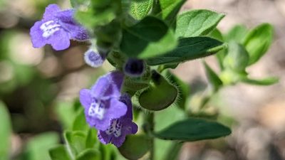 Scutellaria drummondii, photographed by Chris Hughes