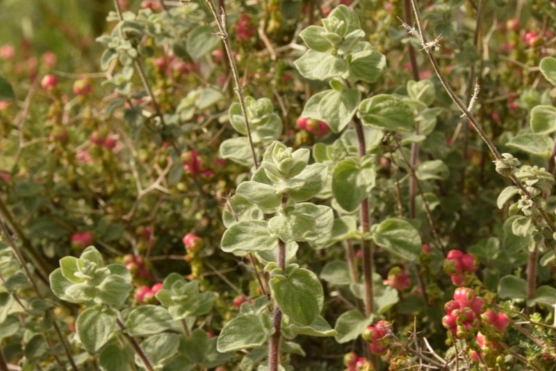 Origanum syriacum, photographed by Mitch Van Dyke
