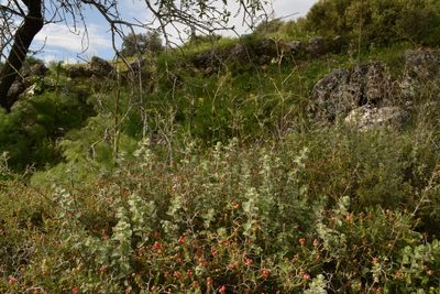 Origanum syriacum, photographed by Mitch Van Dyke