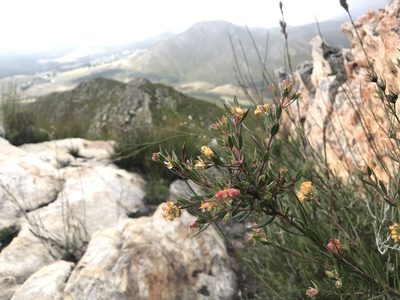 Penaea acutifolia, photographed by Ren Hoekstra