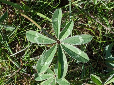 Trifolium macrocephalum, photographed by David Anderson