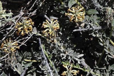 Mulguraea ligustrina, photographed by Hugo Hulsberg