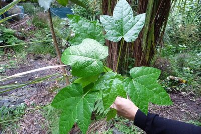 Vasconcellea pubescens, photographed by Colin Meurk