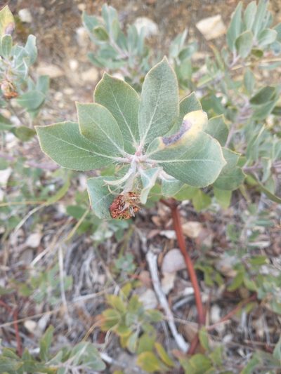 Arctostaphylos nortensis, photographed by Drew Meyer