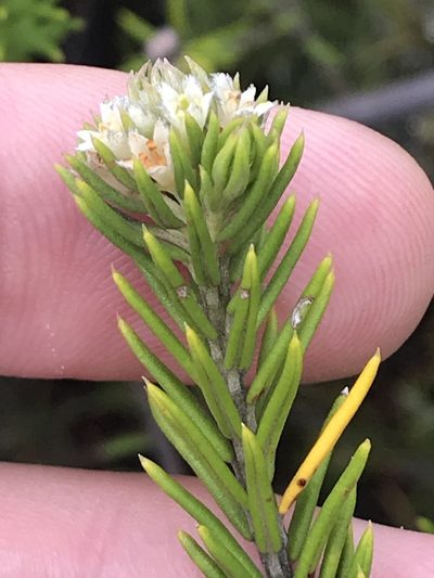Phylica willdenowiana, photographed by Ren Hoekstra
