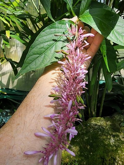 Odontonema callistachyum, photographed by Mark Richman