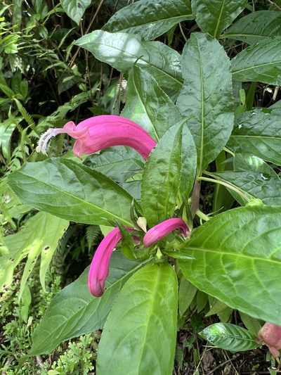 Centropogon cornutus, photographed by Nicolás Baresch Uribe