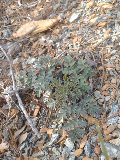 Lomatium howellii, photographed by Drew Meyer