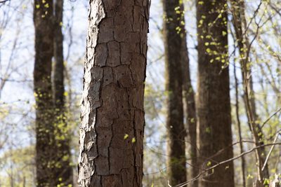 Pinus echinata, photographed by Shawn Taylor