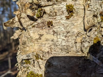 Frullania eboracensis, photographed by Nick Kleinschmidt