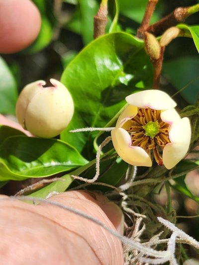 Magnolia figo, photographed by Mark Richman