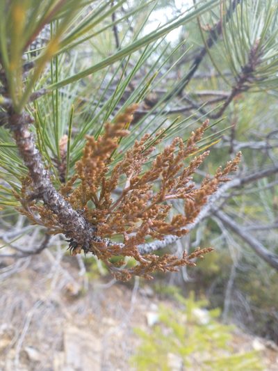 Arceuthobium siskiyouense, photographed by Drew Meyer