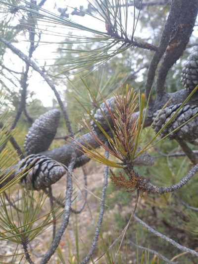 Arceuthobium siskiyouense, photographed by Drew Meyer