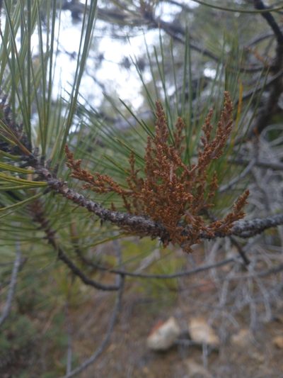 Arceuthobium siskiyouense, photographed by Drew Meyer