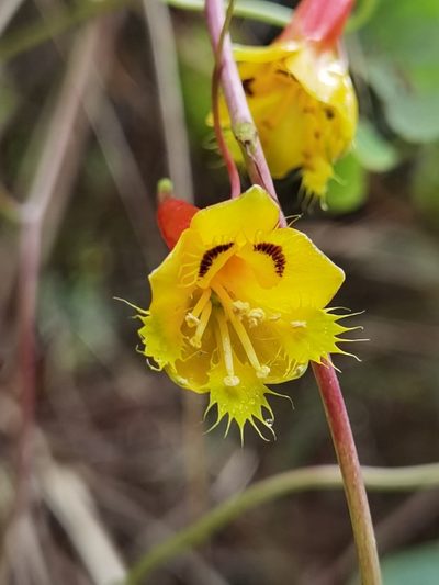 Tropaeolum emarginatum, photographed by Eduardo Chacón Madrigal