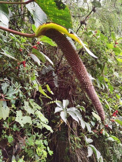 Anthurium concinnatum, photographed by Eduardo Chacón Madrigal