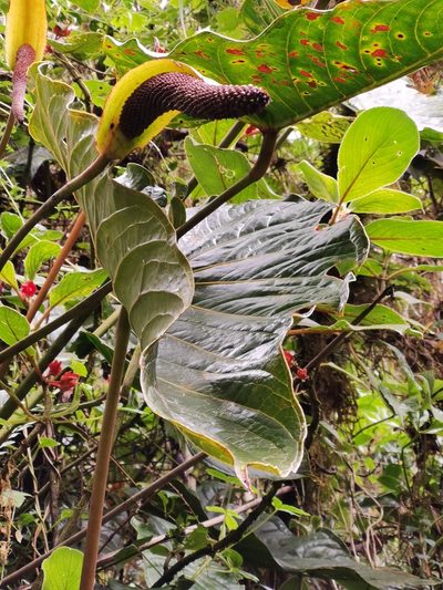 Anthurium concinnatum, photographed by Eduardo Chacón Madrigal