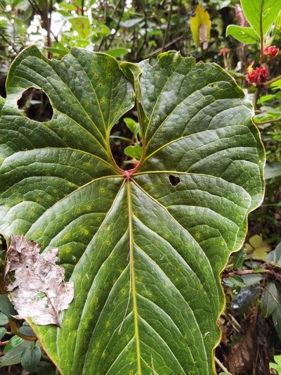 Anthurium concinnatum, photographed by Eduardo Chacón Madrigal