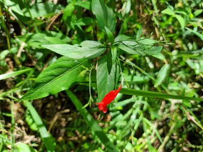 Ruellia brevifolia, photographed by Martin Rady