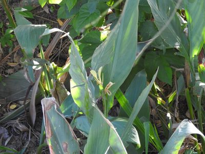 Canna glauca, photographed by Eduardo Luis Beltrocco