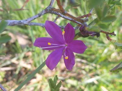 Olsynium douglasii, photographed by Liam Gerry
