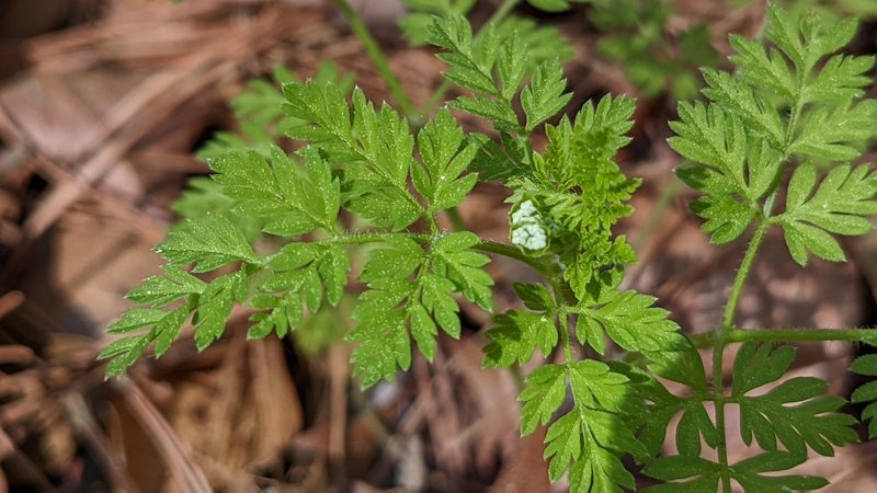 Chaerophyllum tainturieri, photographed by Joseph Aubert