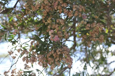 Tessaria integrifolia, photographed by Romi Galeota Lencina
