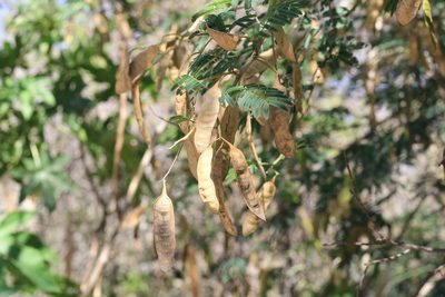 Senegalia bonariensis, photographed by Romi Galeota Lencina