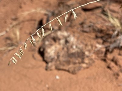Bouteloua curtipendula, photographed by Robbie Hannawacker
