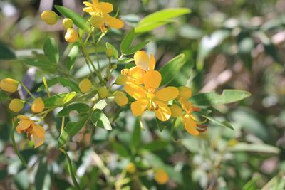 Senna corymbosa, photographed by Romi Galeota Lencina