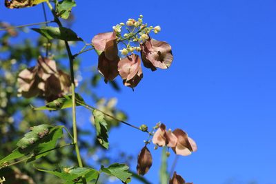 Urvillea uniloba, photographed by Romi Galeota Lencina